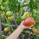 339 Tundra Tomato, 5 Seeds
