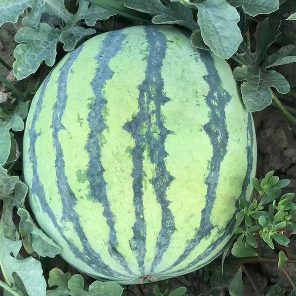 'Xia Shi No.1' Hybrid Watermelon Seeds, 400 Seeds