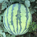 'Xia Shi No.1' Hybrid Watermelon Seeds, 400 Seeds
