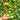 538 Almower Black Dwarf Tomato