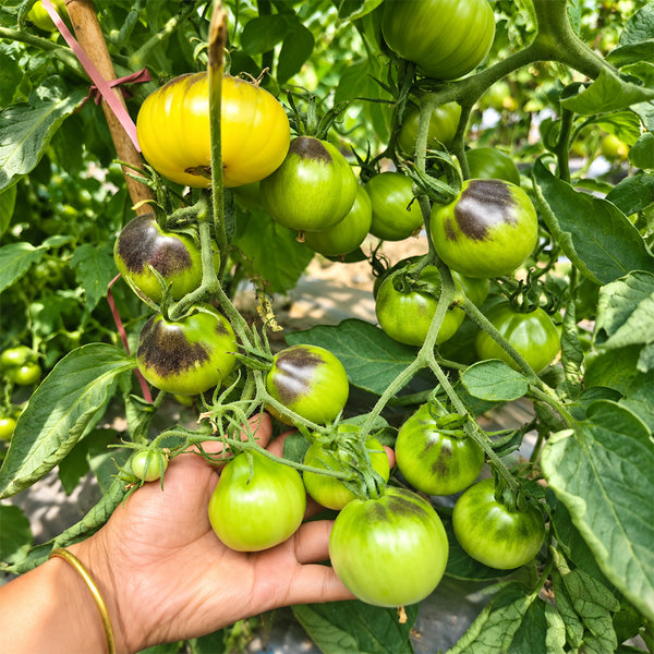538 Almower Black Dwarf Tomato
