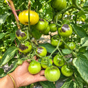 538 Almower Black Dwarf Tomato