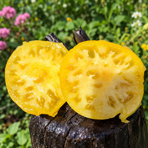 327 Dwarf Idaho Gem Tomato, 5 Seeds