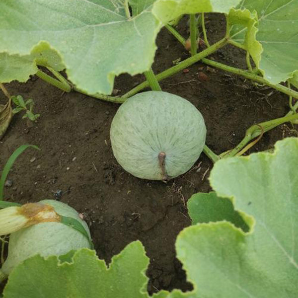 Large White Flat-Seeded Pumpkin, 15 Seeds