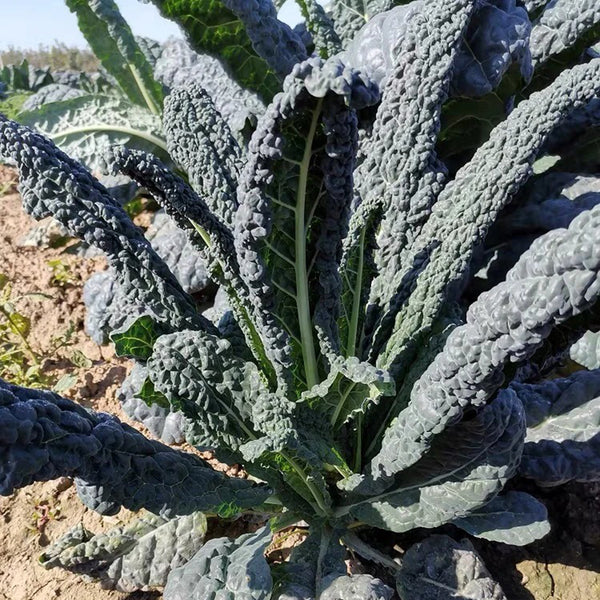 Dinosaur Kale, 100 Seeds