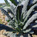 Dinosaur Kale, 100 Seeds