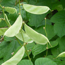Red-flowered Hyacinth Bean Seeds, 10g