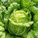 Improved 'Qingza No.3' Chinese Cabbage Seeds, 5g