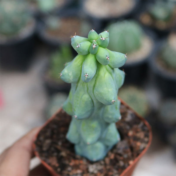 Myrtillocactus geometrizans 'Fukurokuryuzinboku', 9-11cm