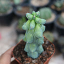 Myrtillocactus geometrizans 'Fukurokuryuzinboku', 9-11cm