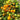 42 Golden Hour Tomato, 5 Seeds