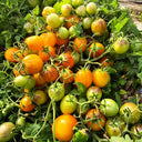 42 Golden Hour Tomato, 5 Seeds