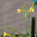 Yellow Little Cow Morning Glory, 10 Seeds