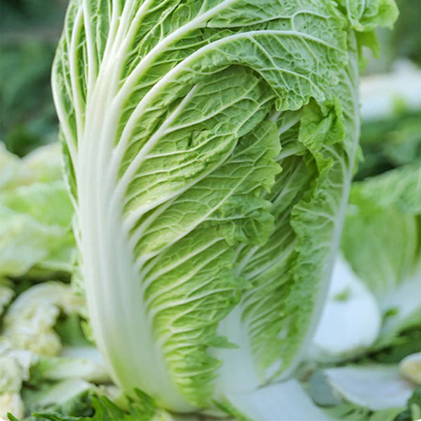 Maye Hot Pot Chinese Cabbage Seeds, 5 × 3g Bags