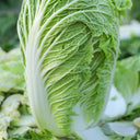 Maye Hot Pot Chinese Cabbage Seeds, 5 × 3g Bags