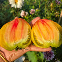 888 Marmalade Temptation F2 Tomato, 5 Seeds