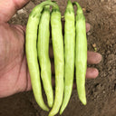 Yellow Beauty Pepper Seeds, 0.3g