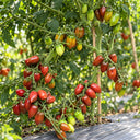 401 Violet Heart Cherry Tomato, 5 Seeds