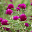 Hezhichun Purple Globe Amaranth Seeds, 1g