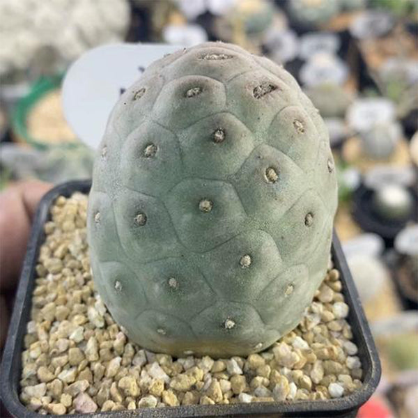 Tephrocactus geometricus Live Cactus