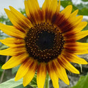 'Solar Eclipse' Ornamental Sunflower Seeds, 1g