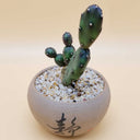 Opuntia debreczyi 'Little Clay Figure', 4-6cm