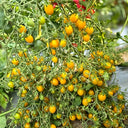 625 Sun Bunnies Multiflora Tomato, 5 Seeds