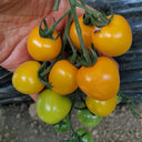 Charlotte Cherry Tomato, 5 Seeds