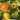 Xingchi Big Strawberry Tomato, 10 Seeds