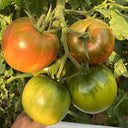 Xingchi Big Strawberry Tomato, 10 Seeds