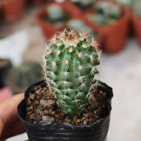 Echinocereus melanocentrus, 4-5cm