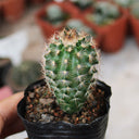 Echinocereus melanocentrus, 4-5cm