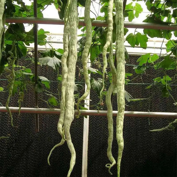 Snake Gourd Seeds, 4 Seeds Per Bag