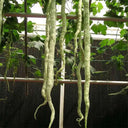 Snake Gourd Seeds, 4 Seeds Per Bag