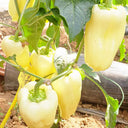 Cream Fruit Sweet Pepper, 50 Seeds