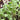 Broccoli Sprouting Seeds, 50g