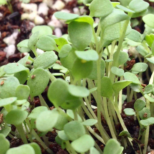 Broccoli Sprouting Seeds, 50g