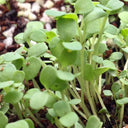 Broccoli Sprouting Seeds, 50g