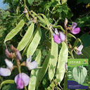 Red-flowered Hyacinth Bean Seeds, 10g