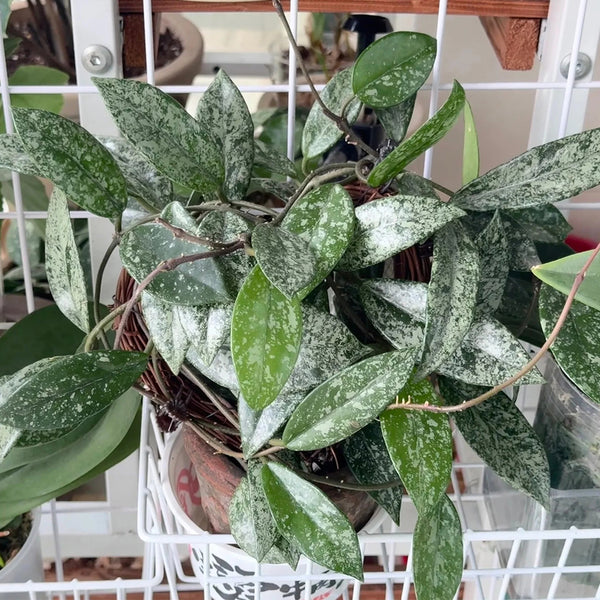 Hoya WG-073, 5 Cuttings
