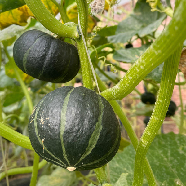 Mini Black Baby Pumpkin, 20 Seeds