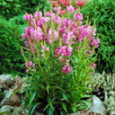 Pink Obedient Plant, 100 Seeds