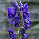 European Aconite, 10 Seeds