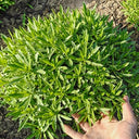 Heart-nourishing Vegetable, 500 Seeds