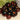 623 Marsha's Starfighter Beefsteak Tomato, 5 Seeds