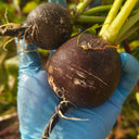 Black Skin Cherry Radish Seeds, 2g