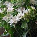 White Tweedia Seeds, 50 Seeds