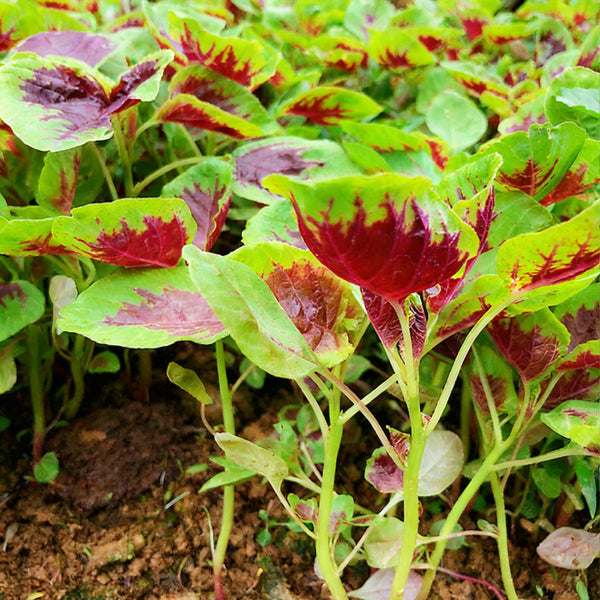 Red-Green Round-leaf Amaranth Seeds, 50g