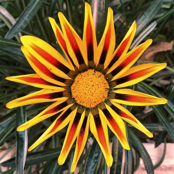 Gazania, 1g