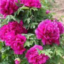 Purple-spotted Peony Mixed, 20 Seeds